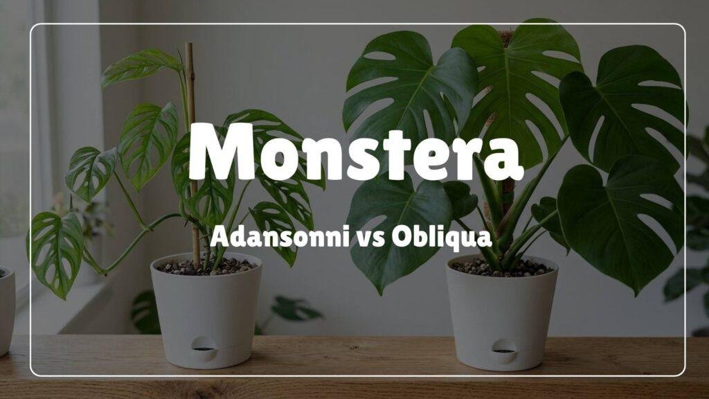 Monstera Adansonii vs. Monstera Obliqua: The Truth About the Rarest Plant  in the World  homeandgardenwise