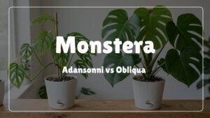 Monstera Deliciosa Large Form vs. Small Form: How to Tell Them Apart   homeandgardenwise