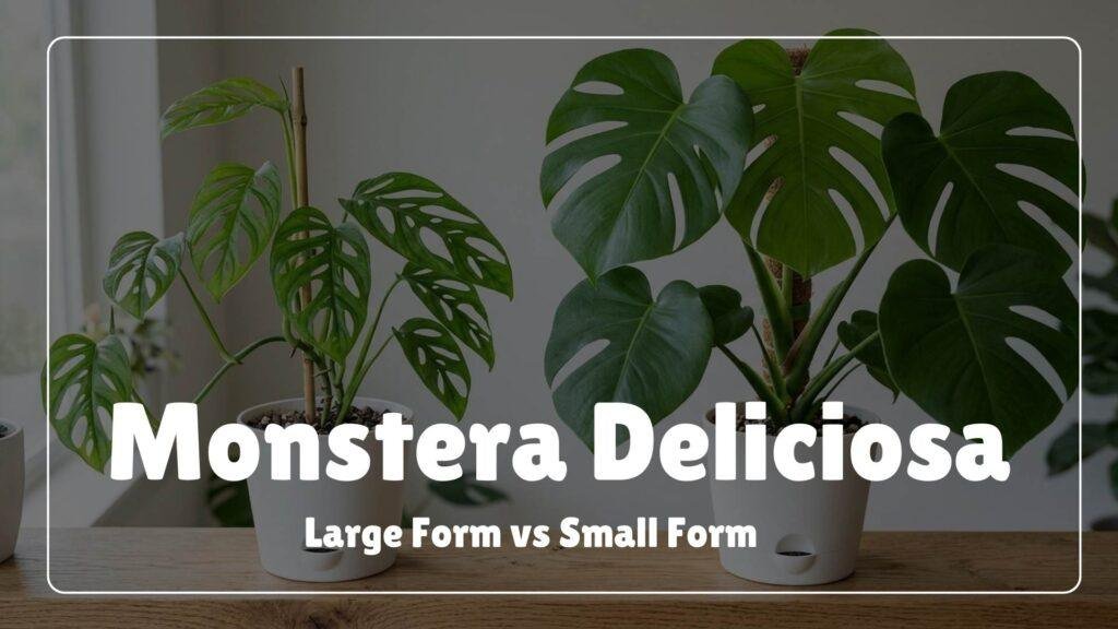 Monstera Deliciosa Large Form vs. Small Form: How to Tell Them Apart   homeandgardenwise