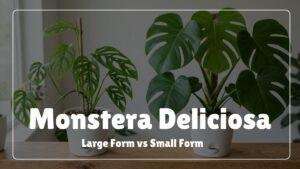 Monstera Deliciosa Large Form vs. Small Form: How to Tell Them Apart   homeandgardenwise
